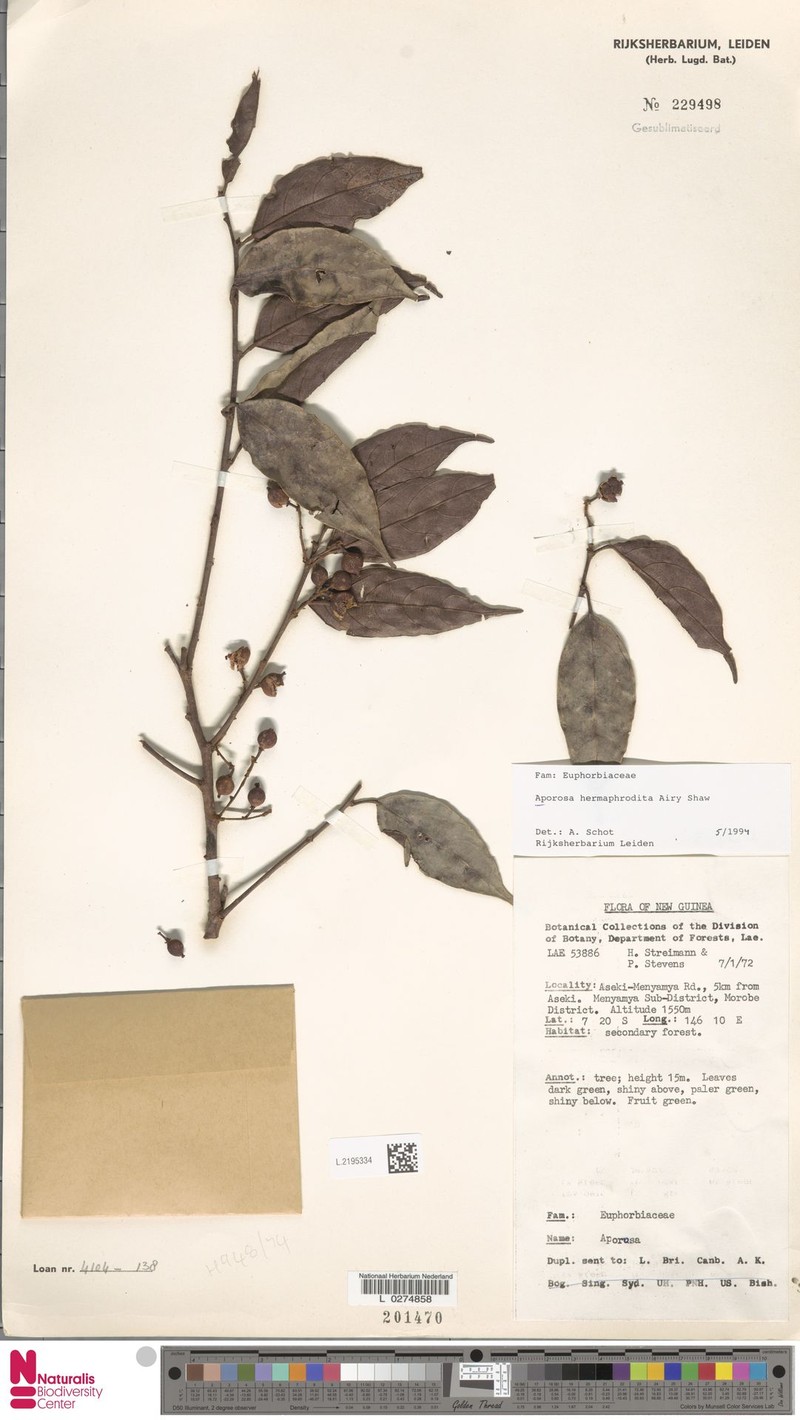 Aporosa hermaphrodita photo 4