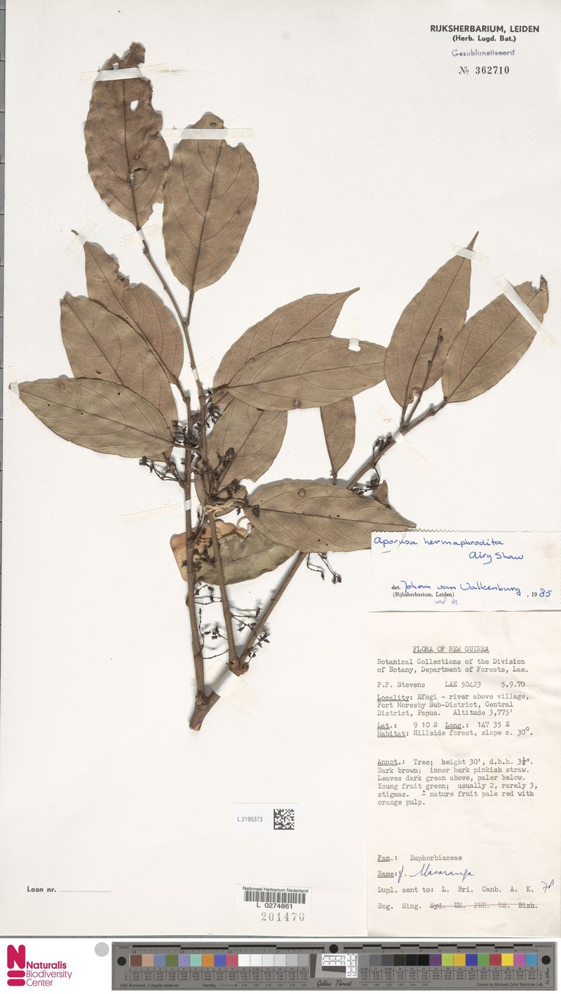 Aporosa hermaphrodita photo 5