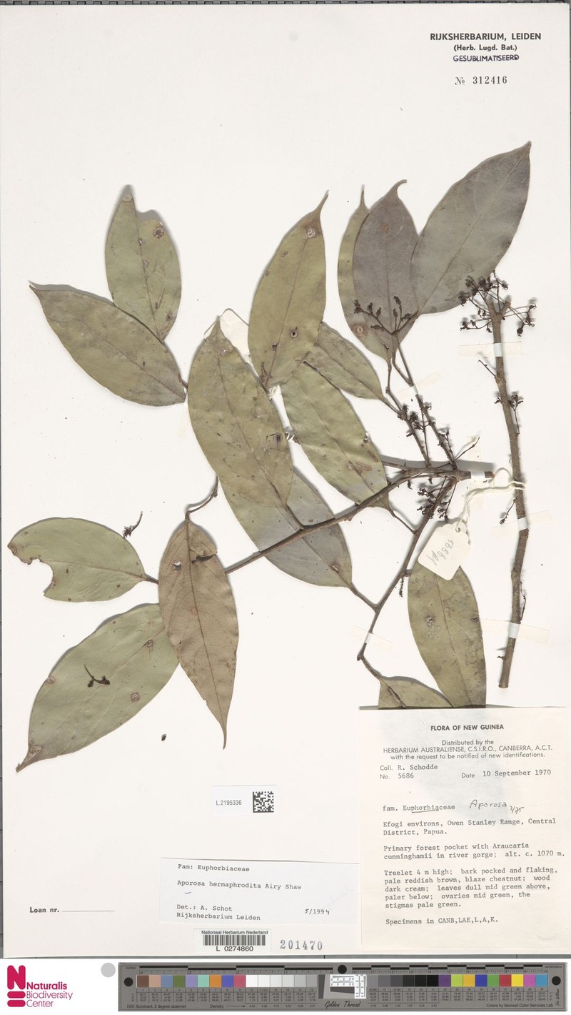 Aporosa hermaphrodita photo 6