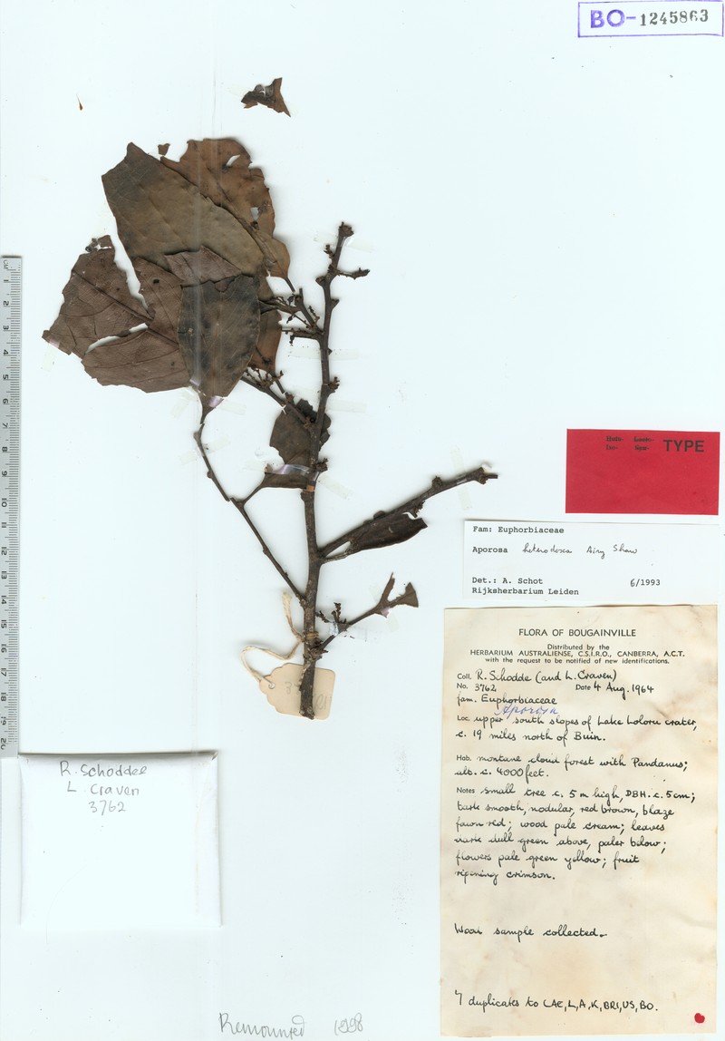 Aporosa heterodoxa