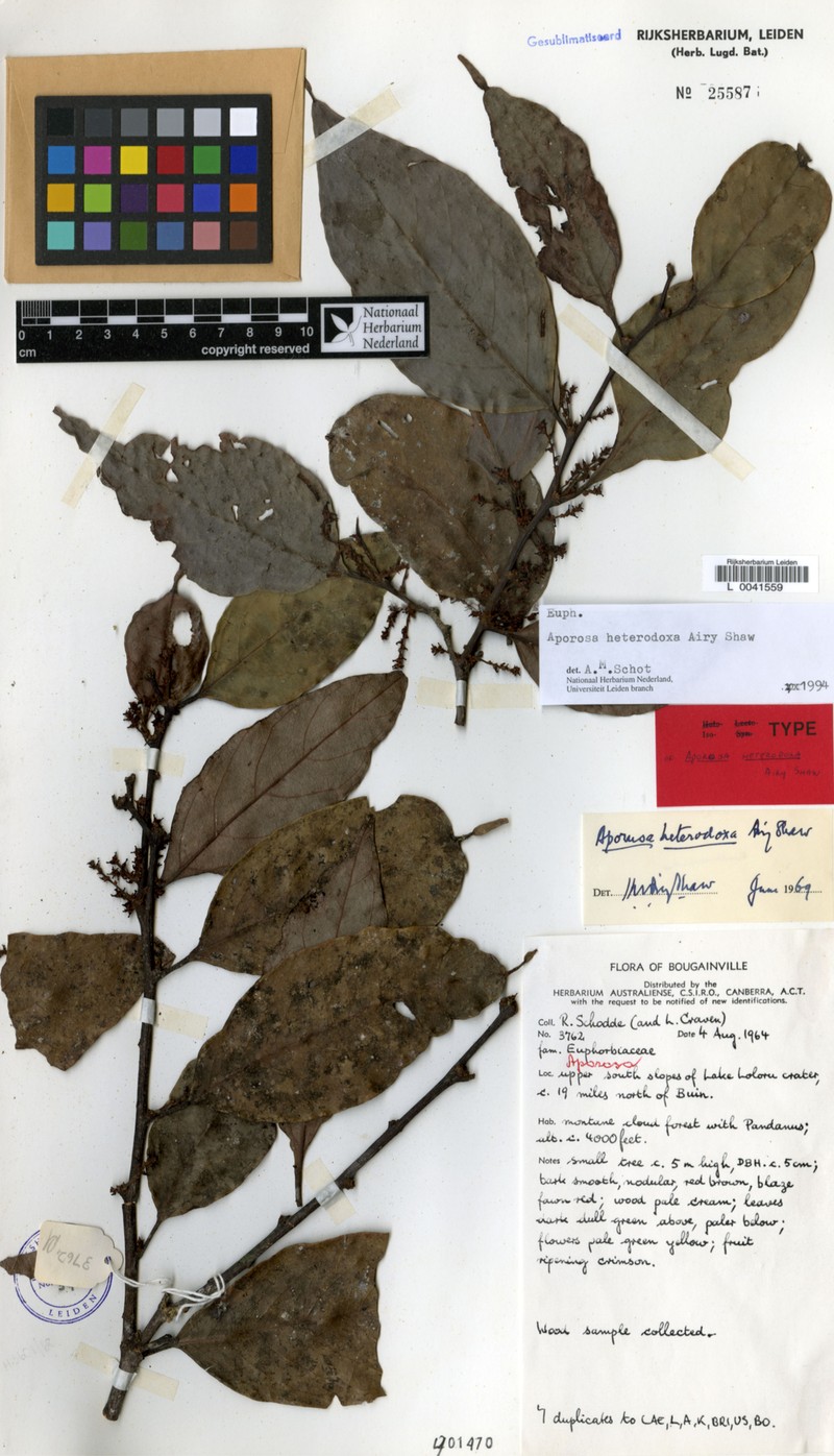 Aporosa heterodoxa photo 2