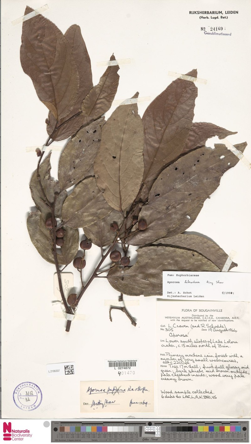 Aporosa heterodoxa photo 3