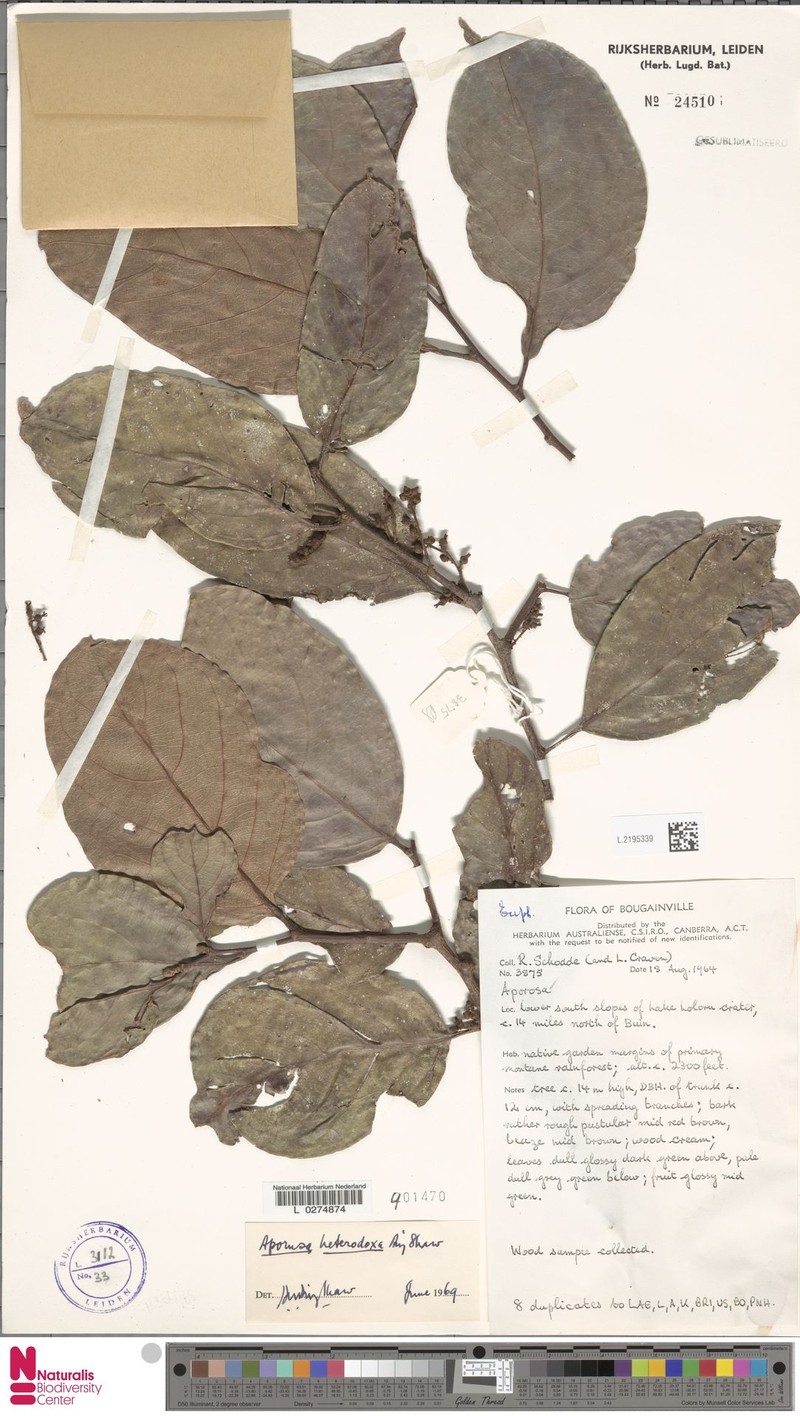 Aporosa heterodoxa photo 4