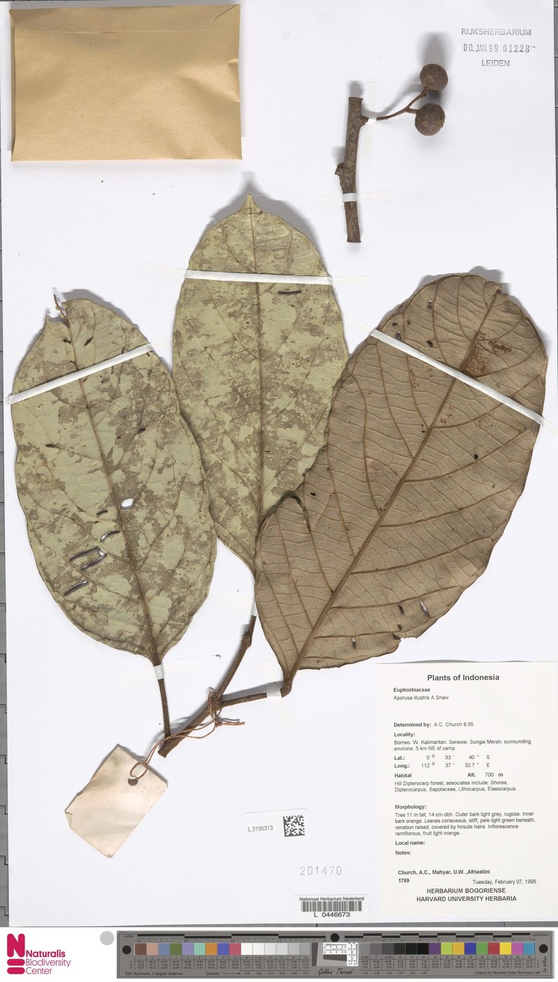 Aporosa illustris