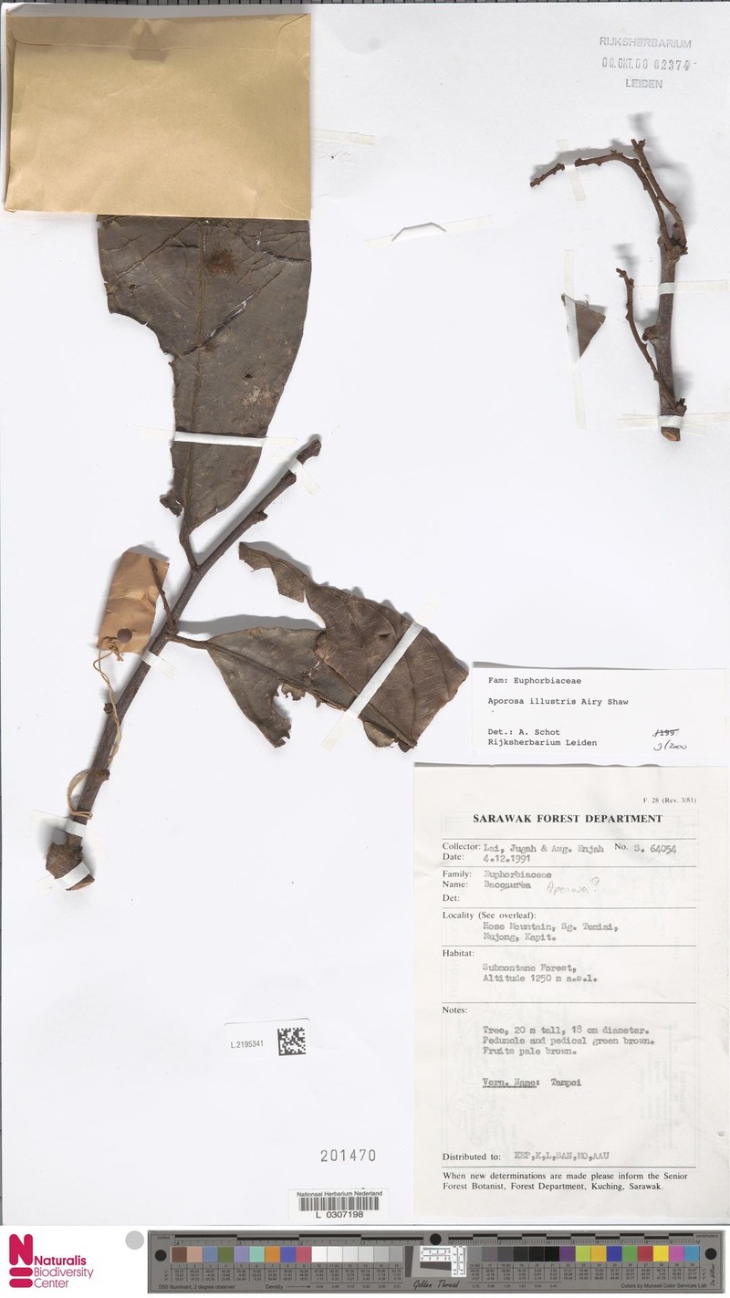Aporosa illustris photo 4