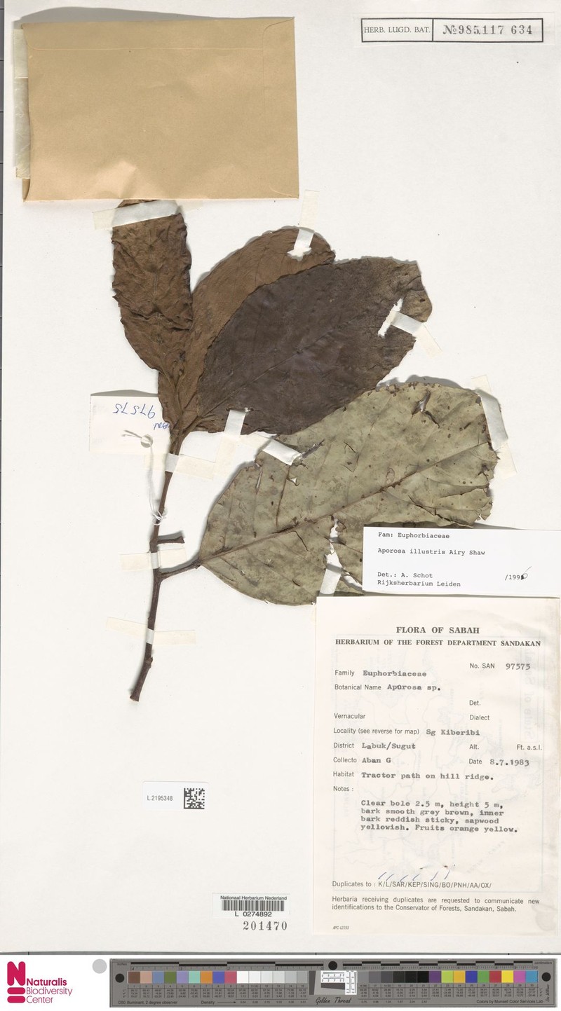 Aporosa illustris photo 6