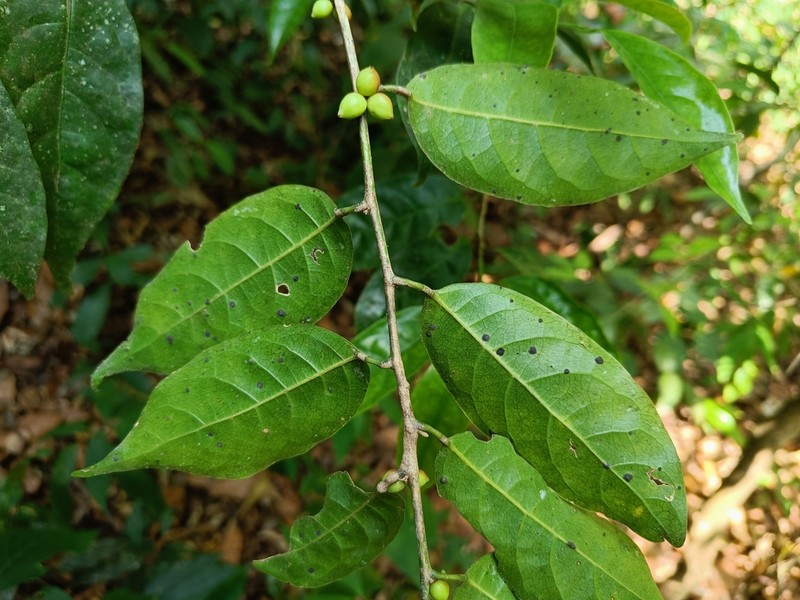 Aporosa indoacuminata