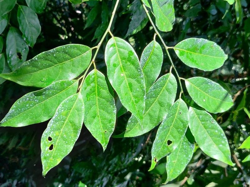 Aporosa indoacuminata photo 2