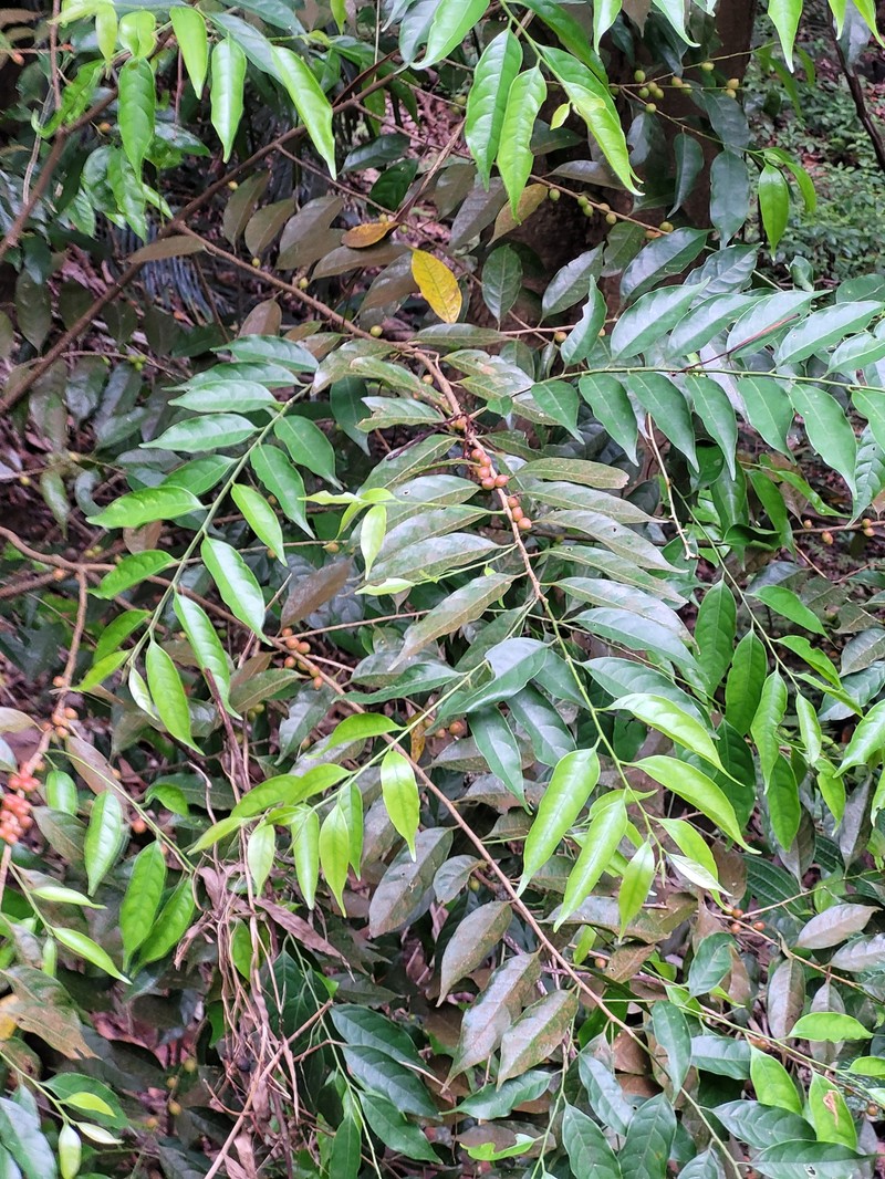 Aporosa indoacuminata photo 5