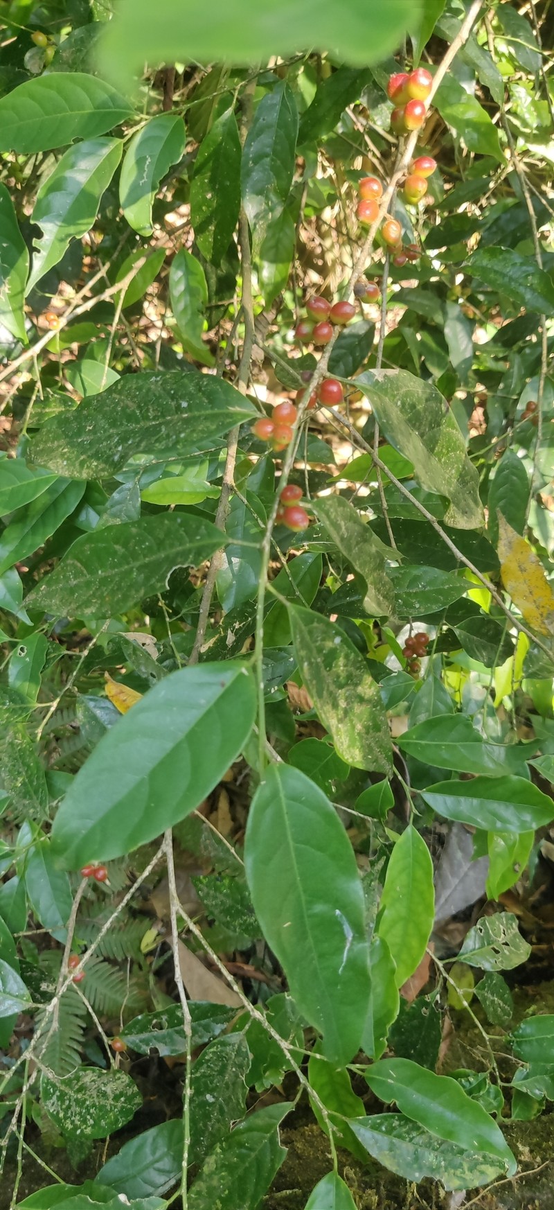 Aporosa indoacuminata photo 6