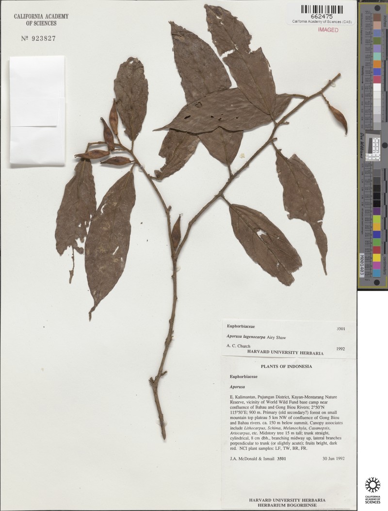 Aporosa lagenocarpa