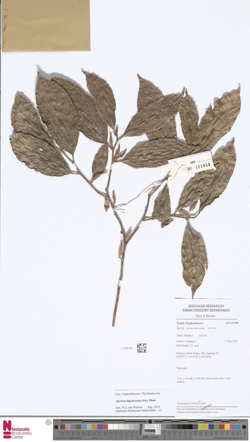 Aporosa lagenocarpa photo 2