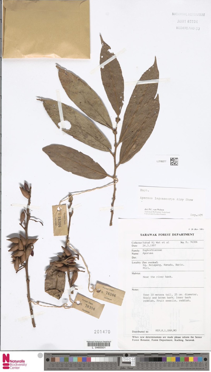 Aporosa lagenocarpa photo 3