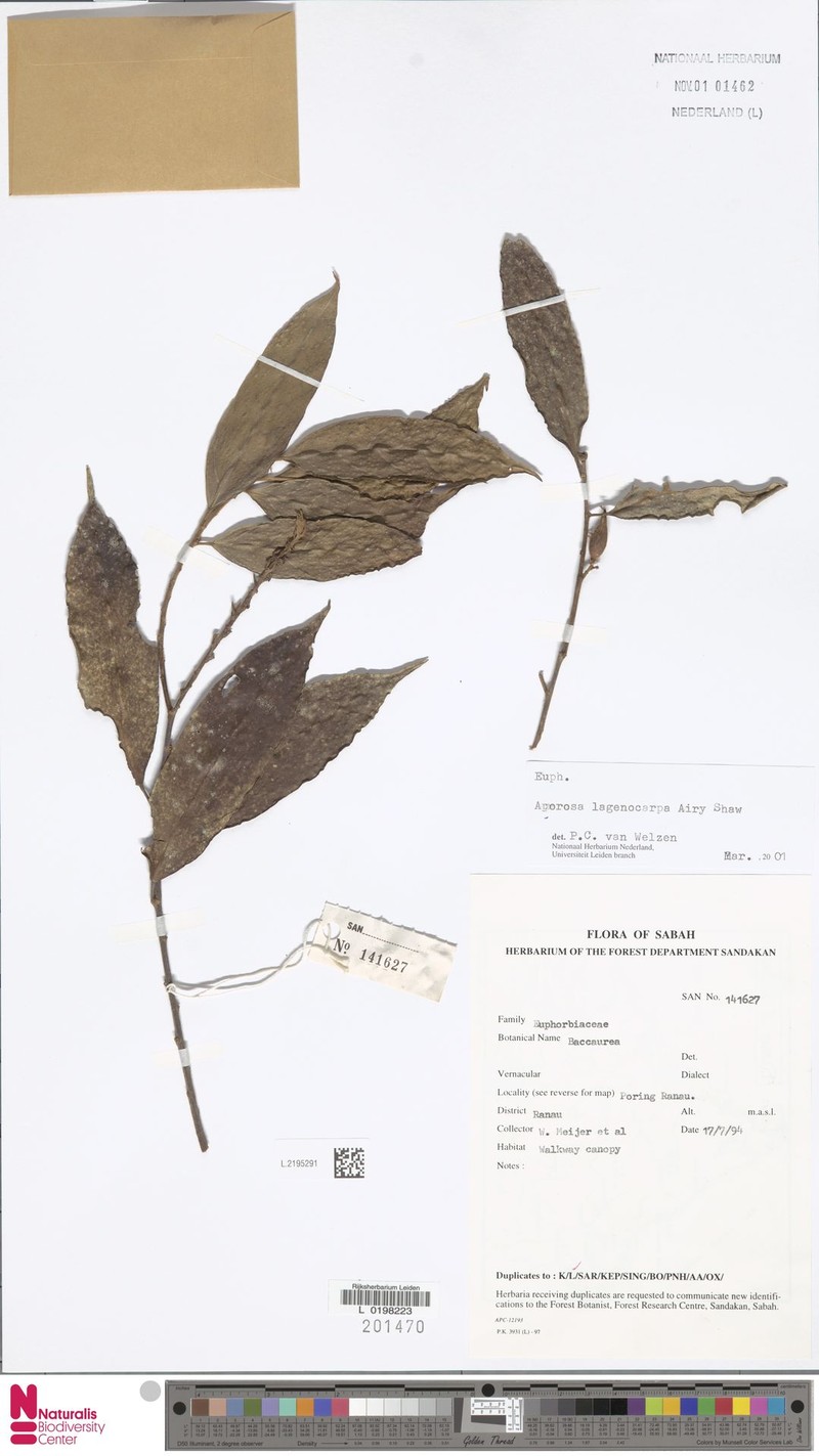 Aporosa lagenocarpa photo 4