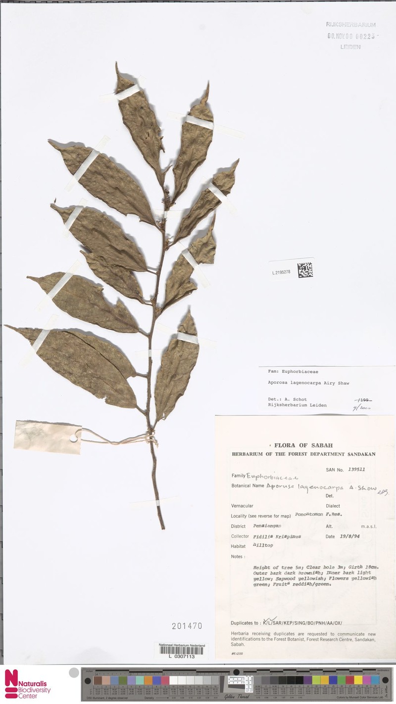 Aporosa lagenocarpa photo 5