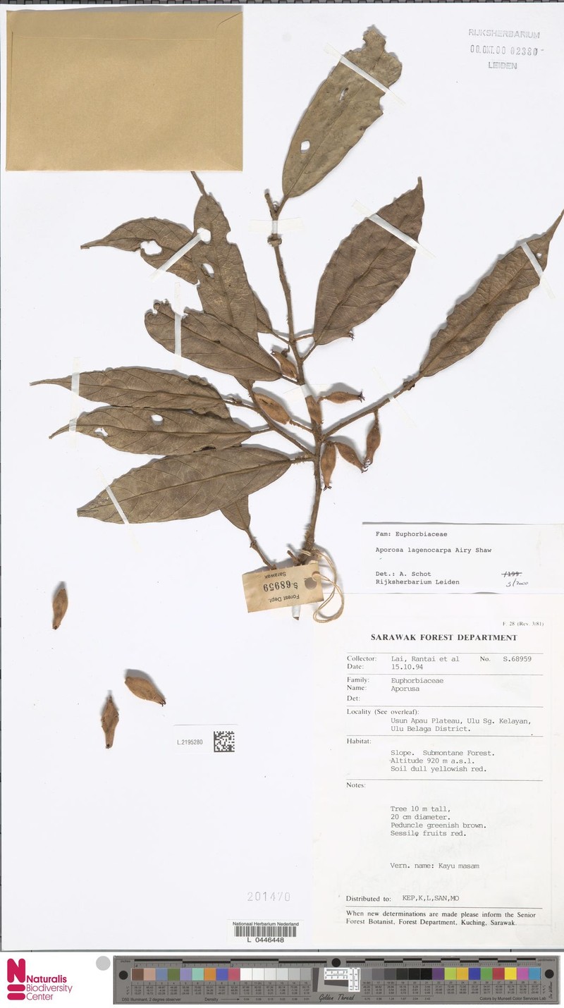 Aporosa lagenocarpa photo 6