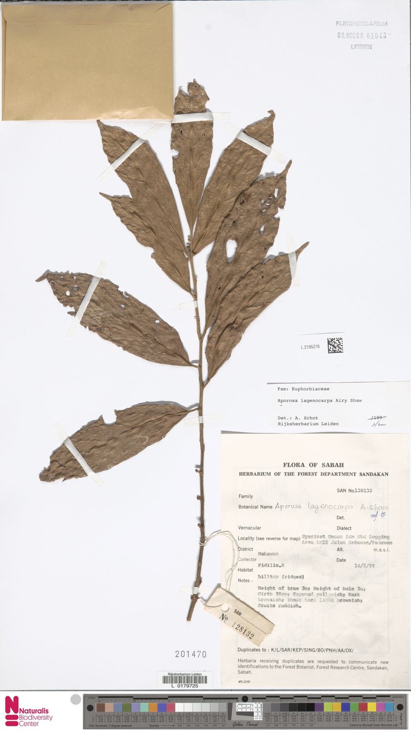 Aporosa lagenocarpa photo 8