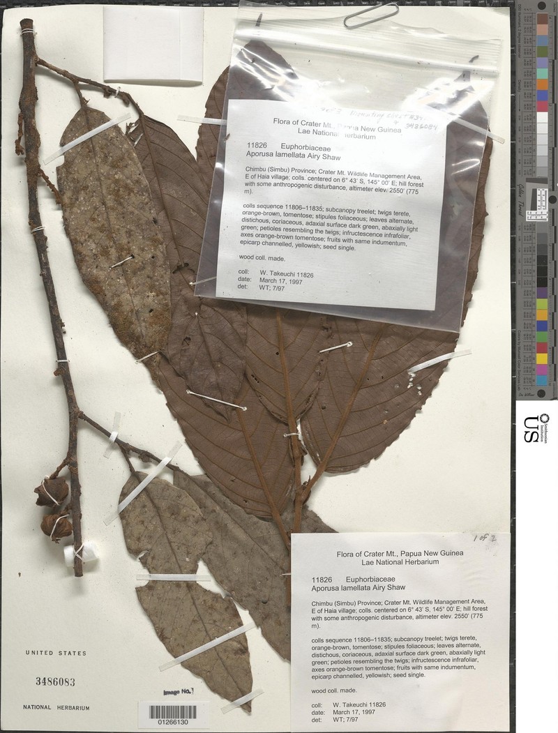 Aporosa lamellata photo 3