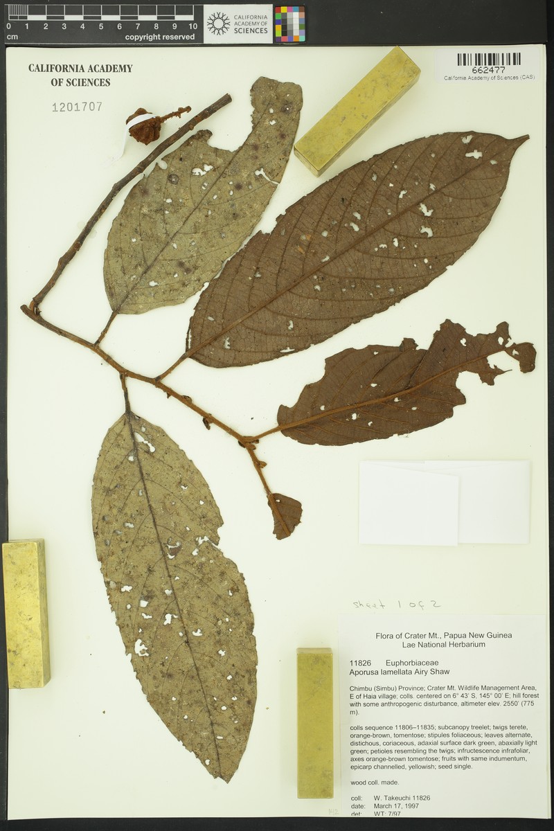 Aporosa lamellata