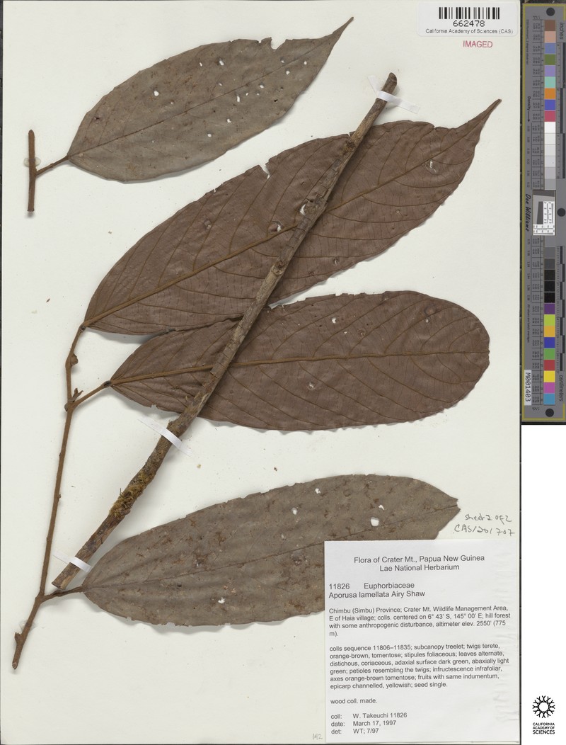 Aporosa lamellata photo 2