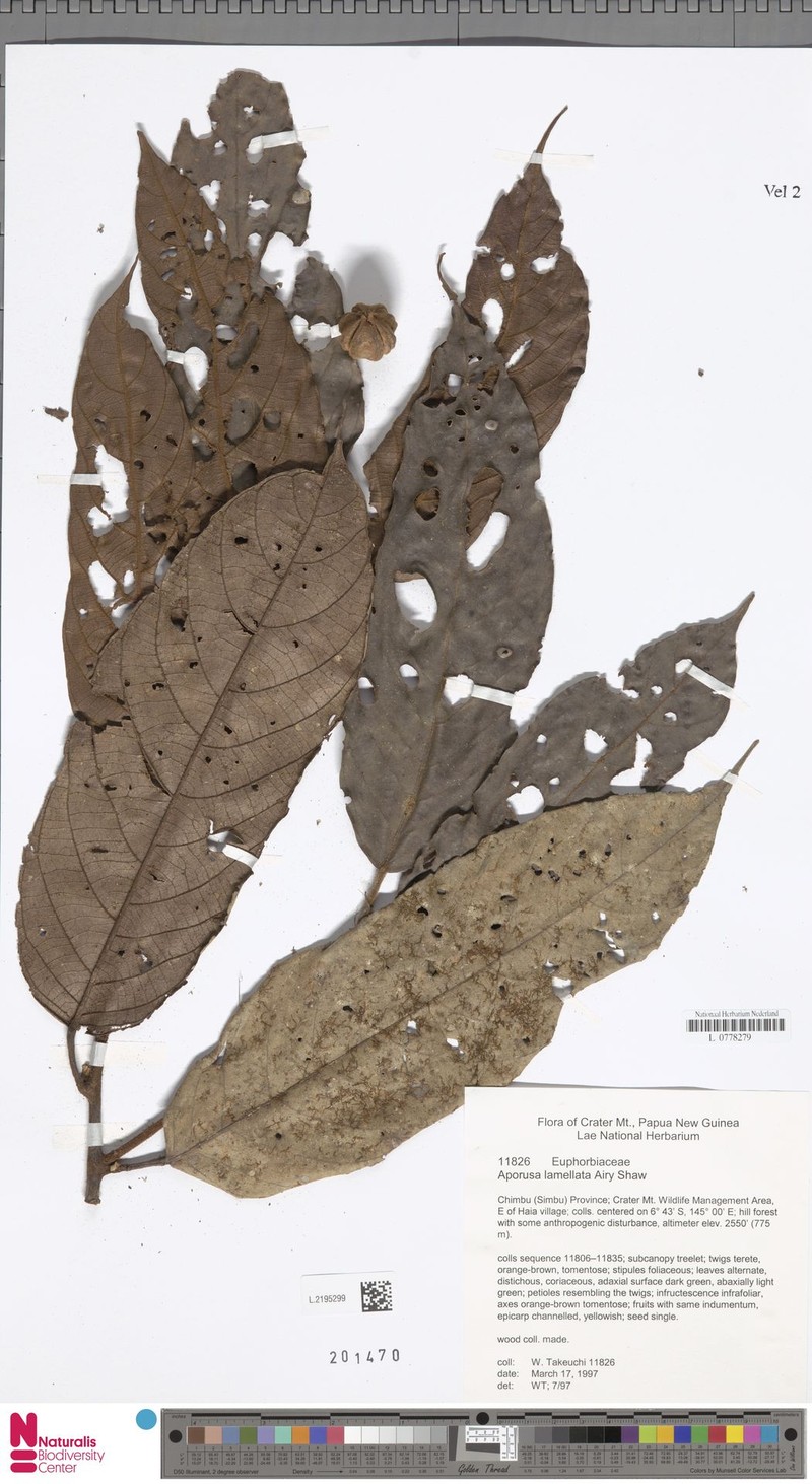 Aporosa lamellata photo 3