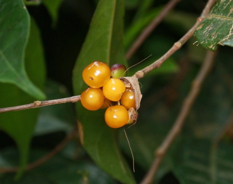 Aporosa lanceolata photo 2
