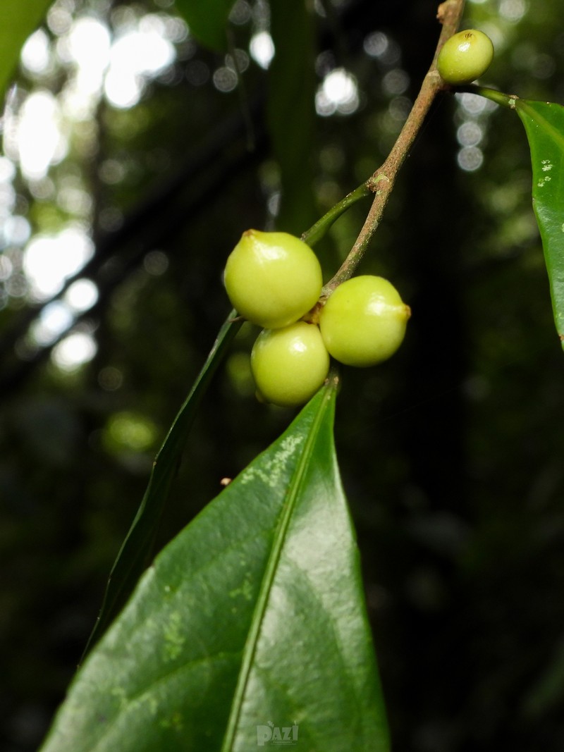 Aporosa lanceolata photo 3