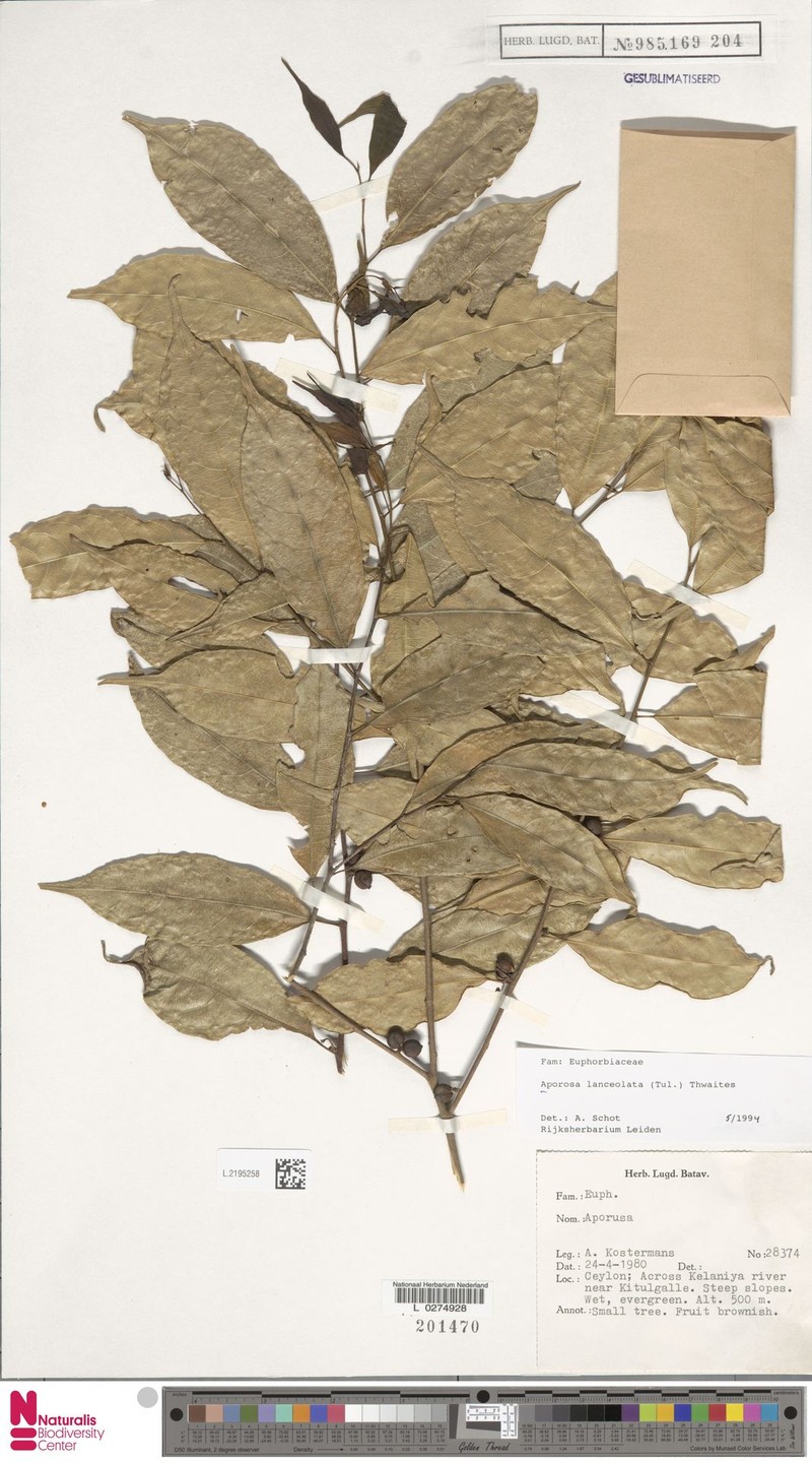 Aporosa lanceolata photo 5