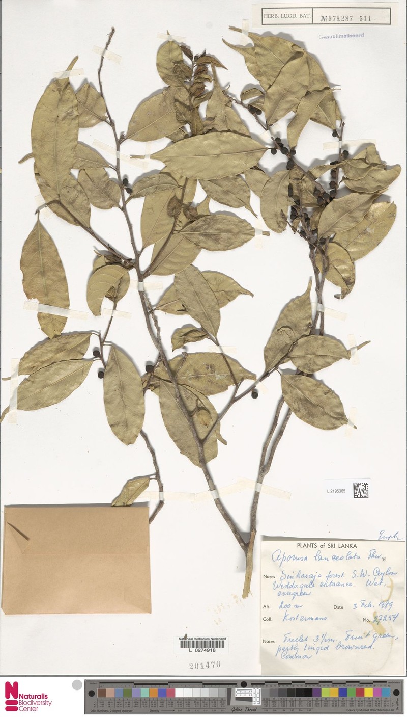 Aporosa lanceolata photo 6