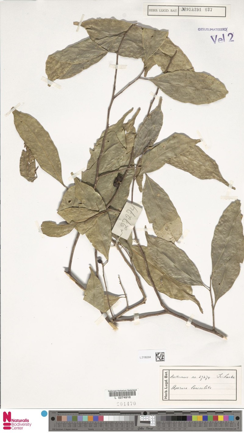 Aporosa lanceolata photo 8