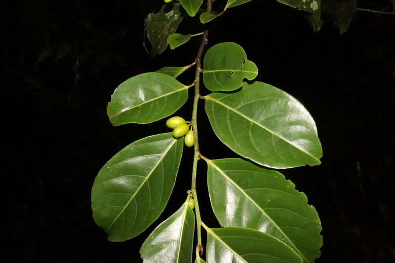 Aporosa latifolia
