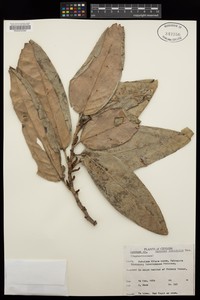 Aporosa latifolia