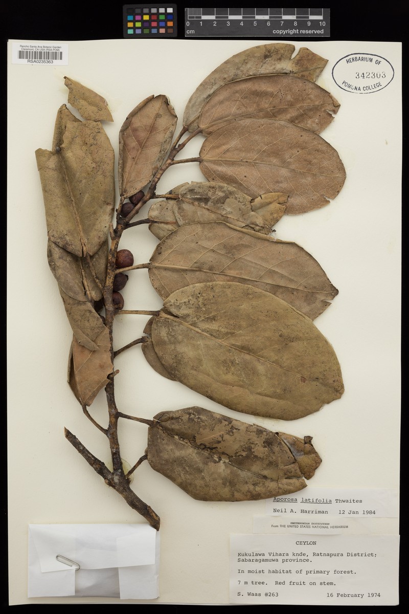 Aporosa latifolia photo 2