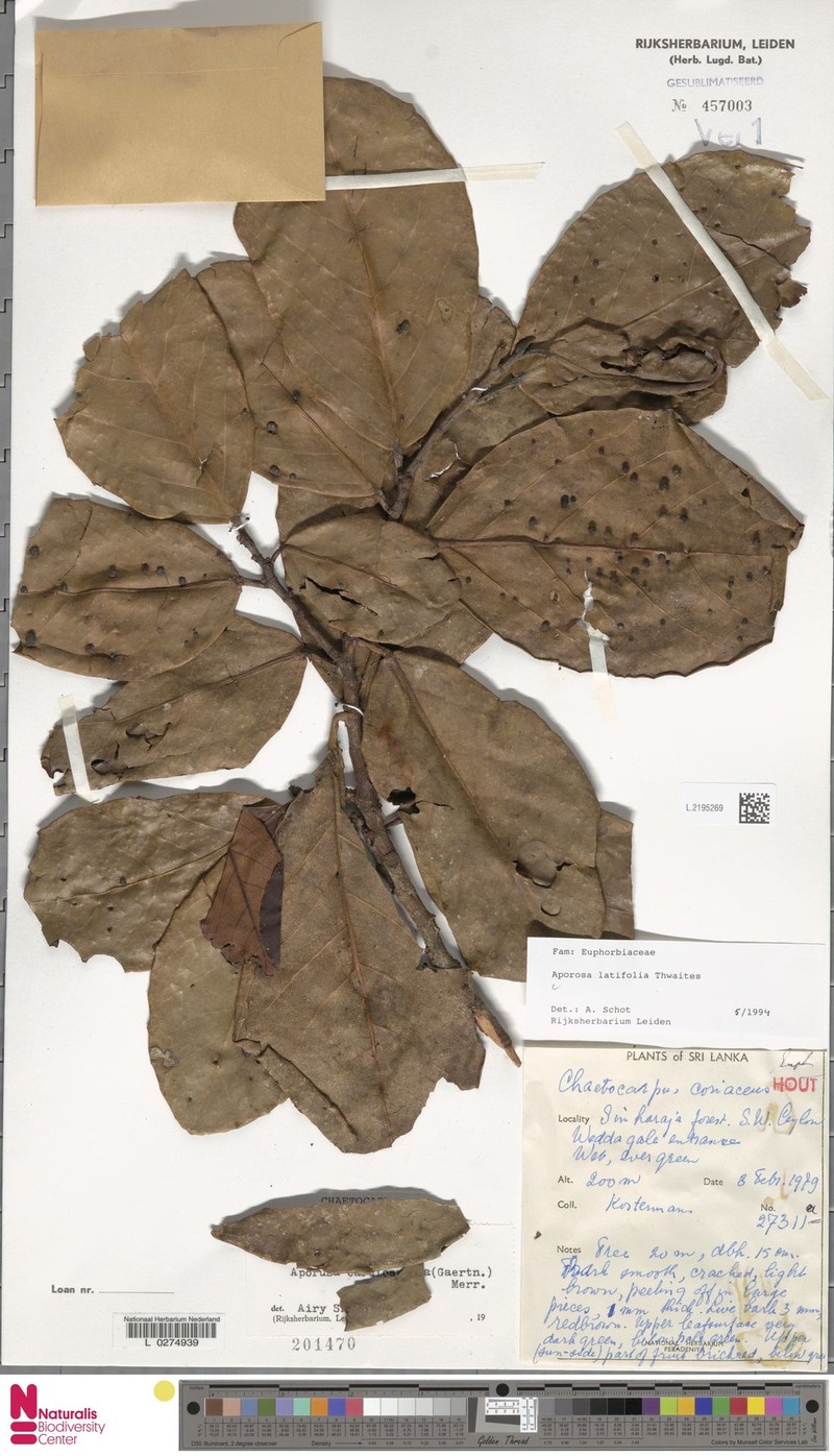 Aporosa latifolia photo 3