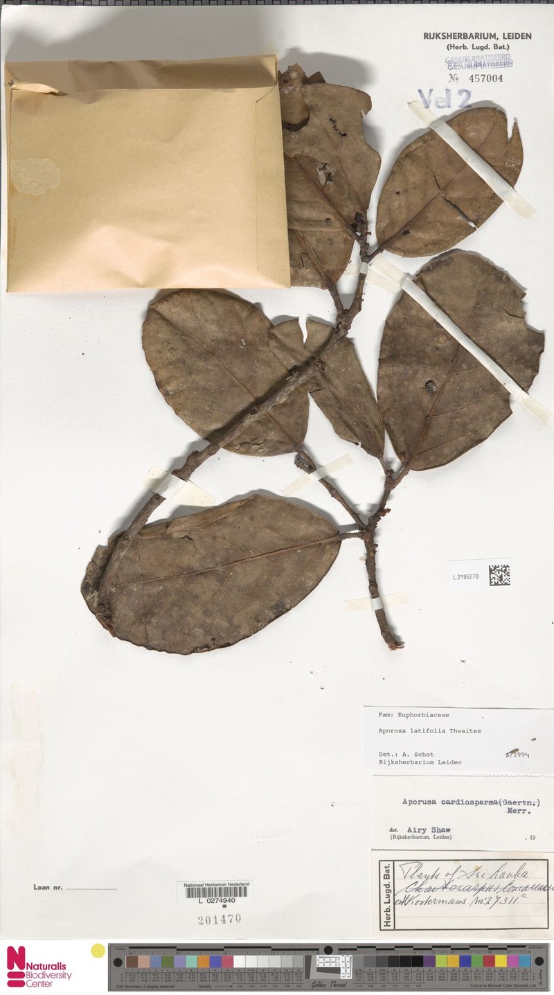 Aporosa latifolia photo 4
