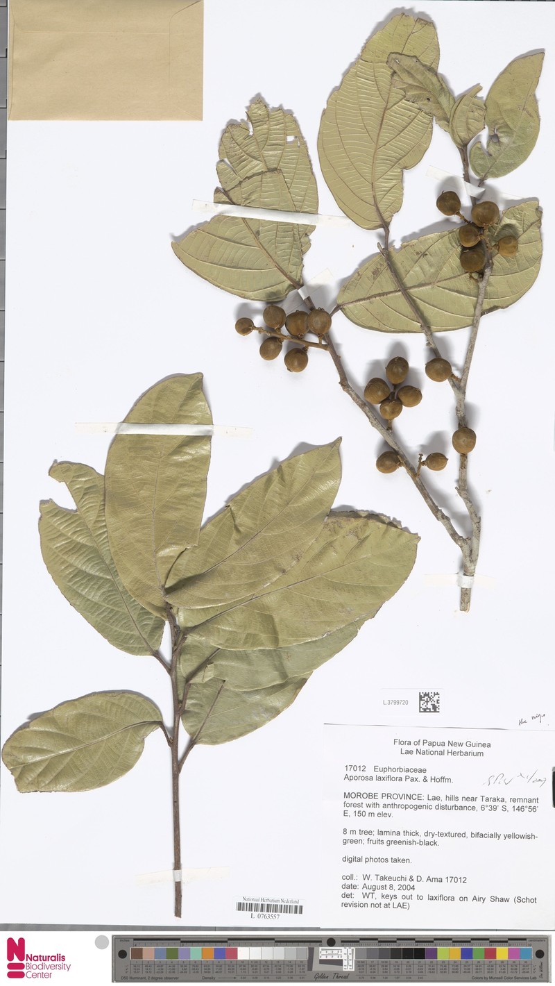 Aporosa laxiflora