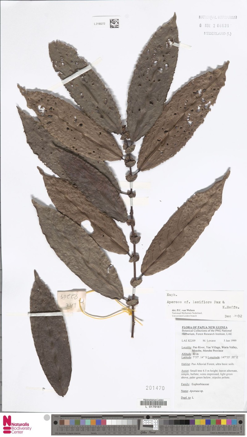 Aporosa laxiflora photo 2