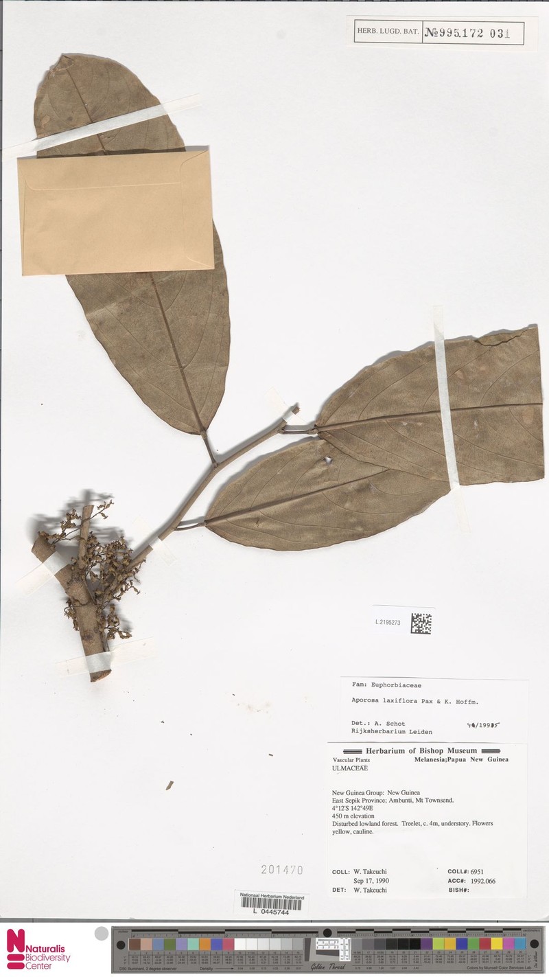 Aporosa laxiflora photo 3