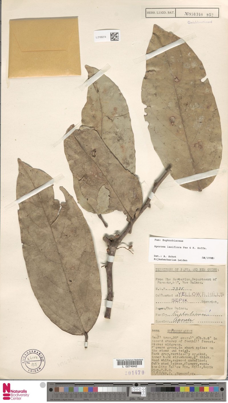 Aporosa laxiflora photo 5