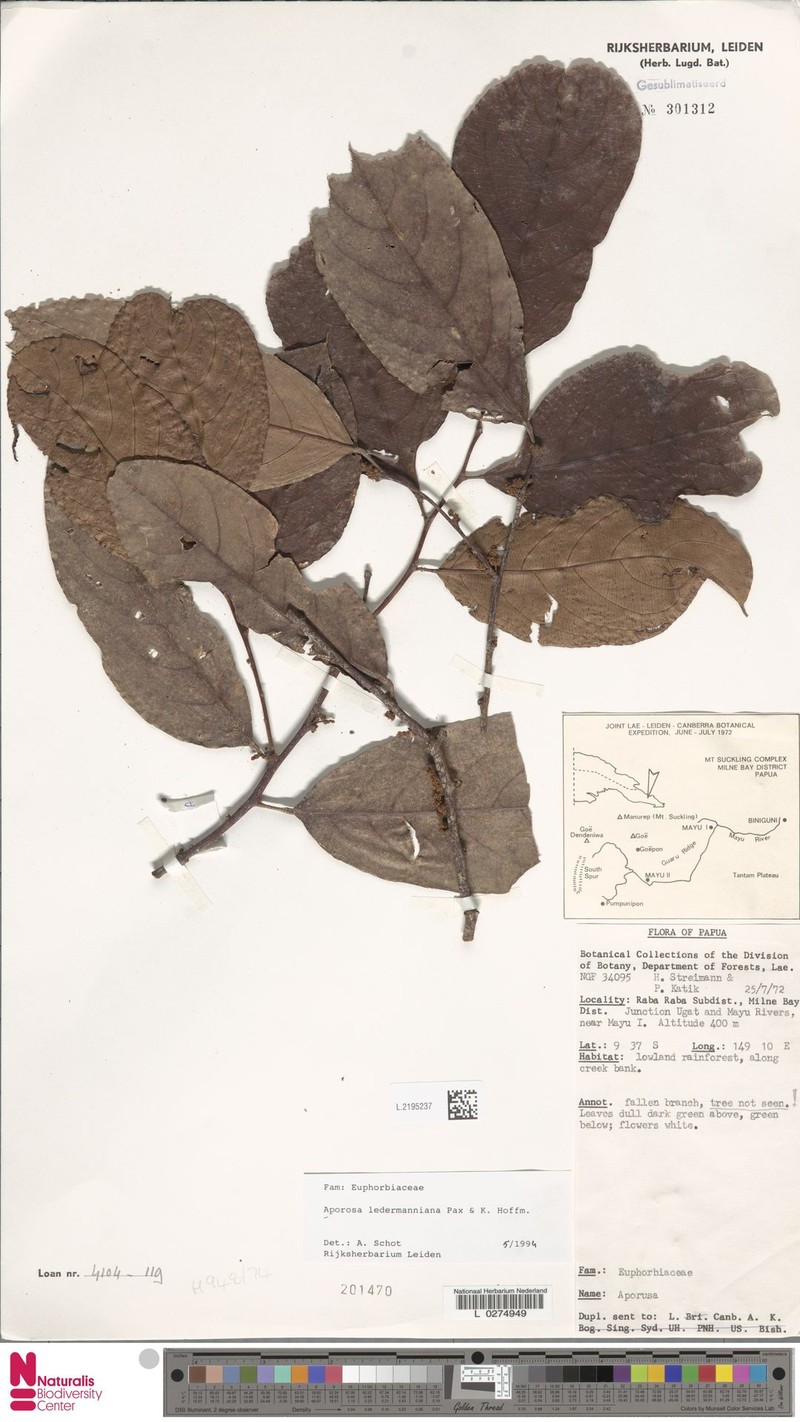 Aporosa ledermanniana