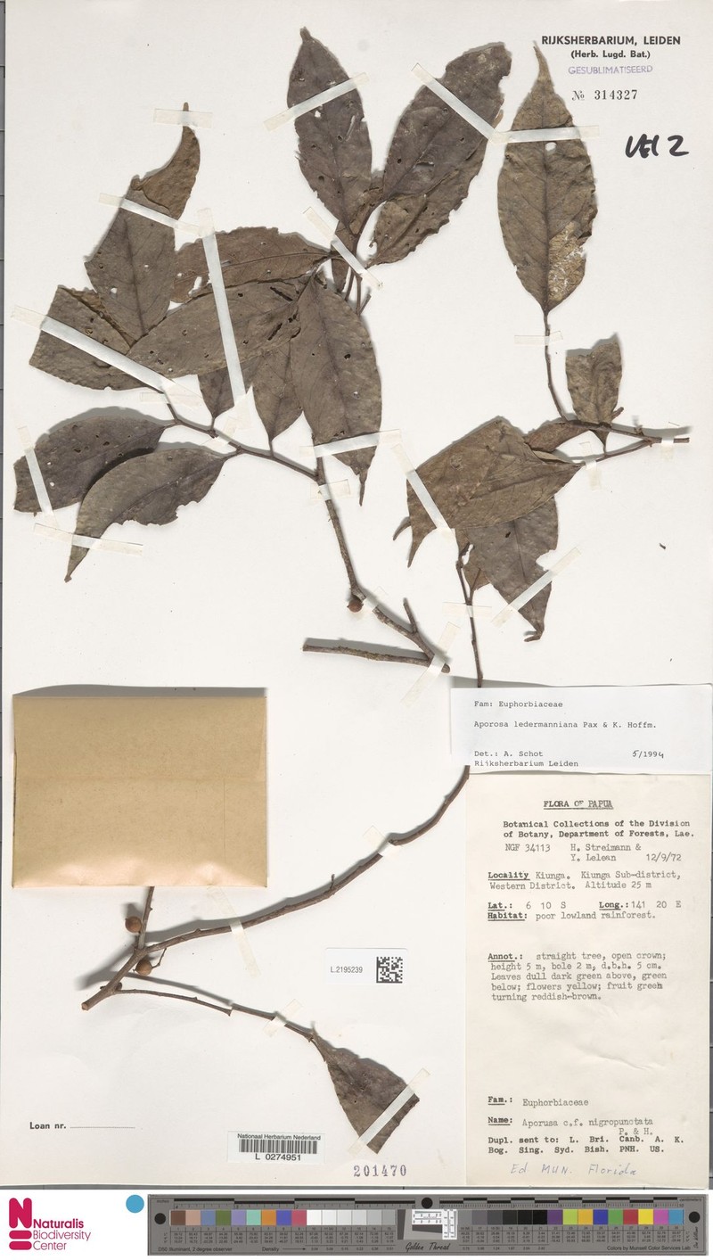 Aporosa ledermanniana photo 2