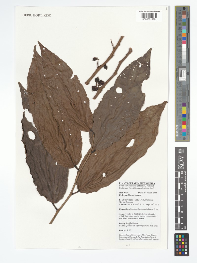 Aporosa leptochrysandra photo 3