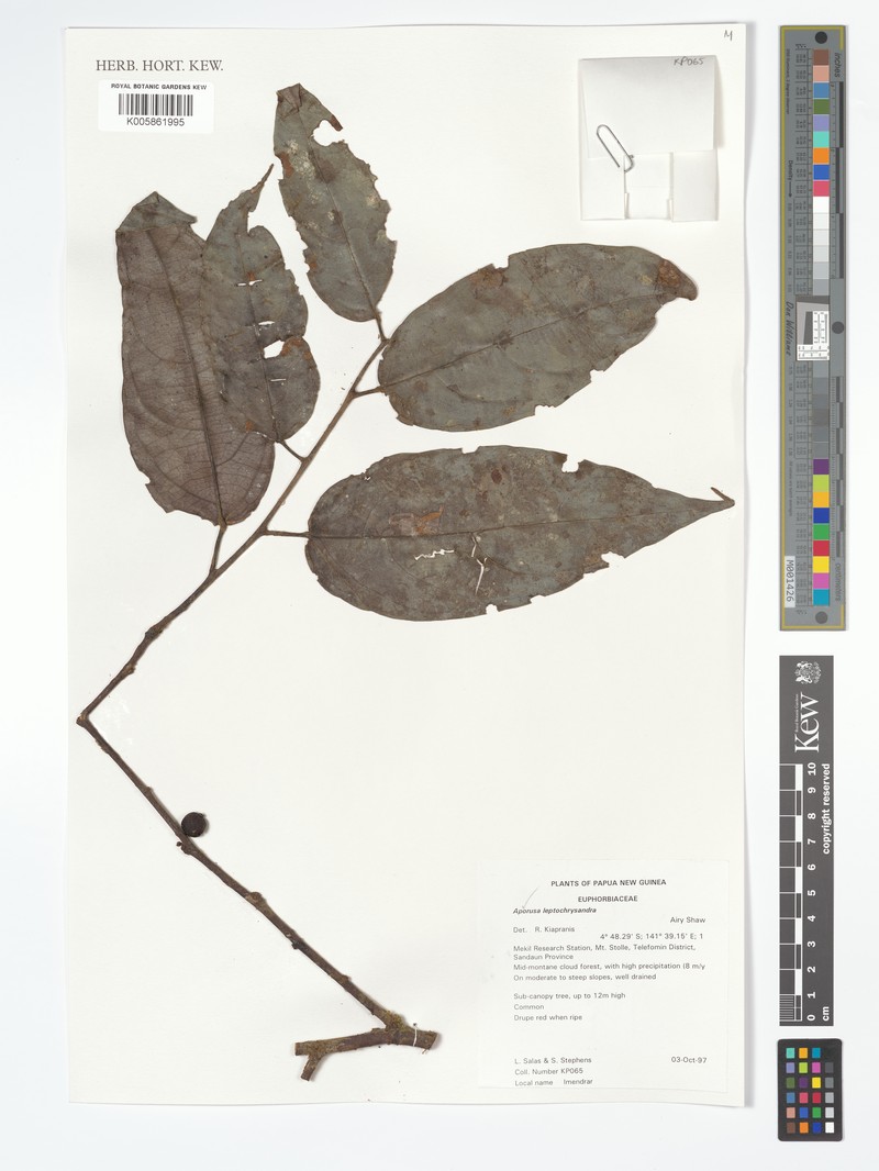 Aporosa leptochrysandra photo 4