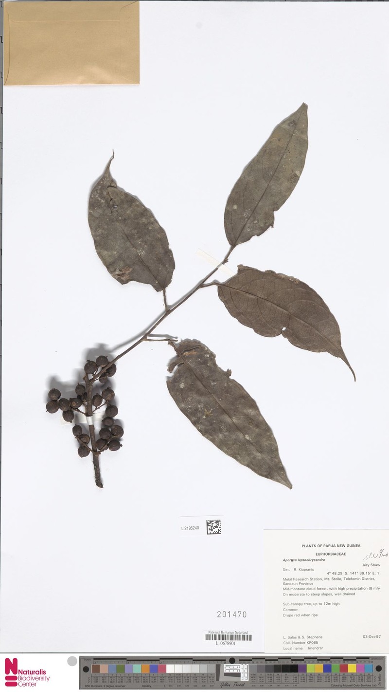 Aporosa leptochrysandra