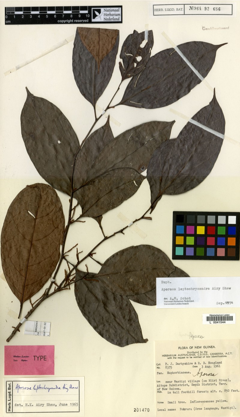 Aporosa leptochrysandra photo 2