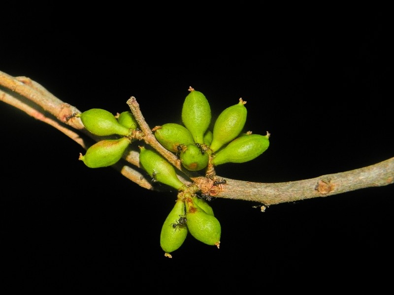 Aporosa leytensis