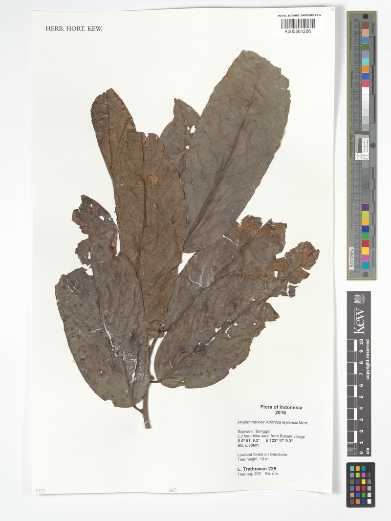 Aporosa leytensis photo 2