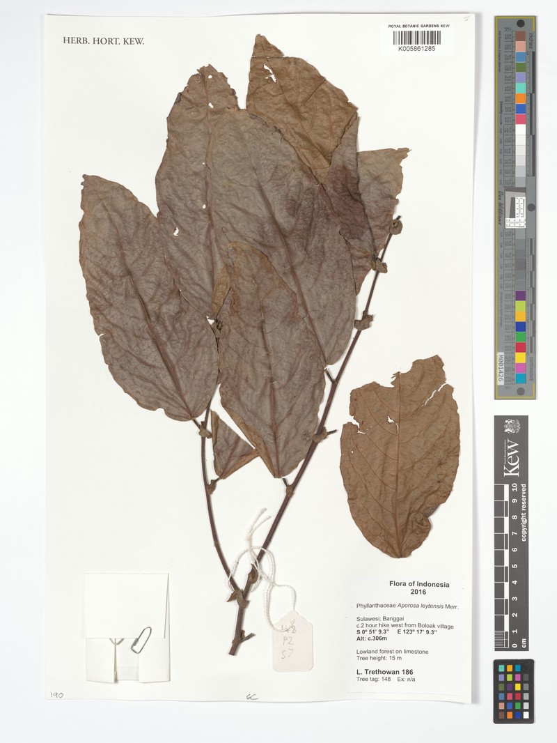 Aporosa leytensis photo 3