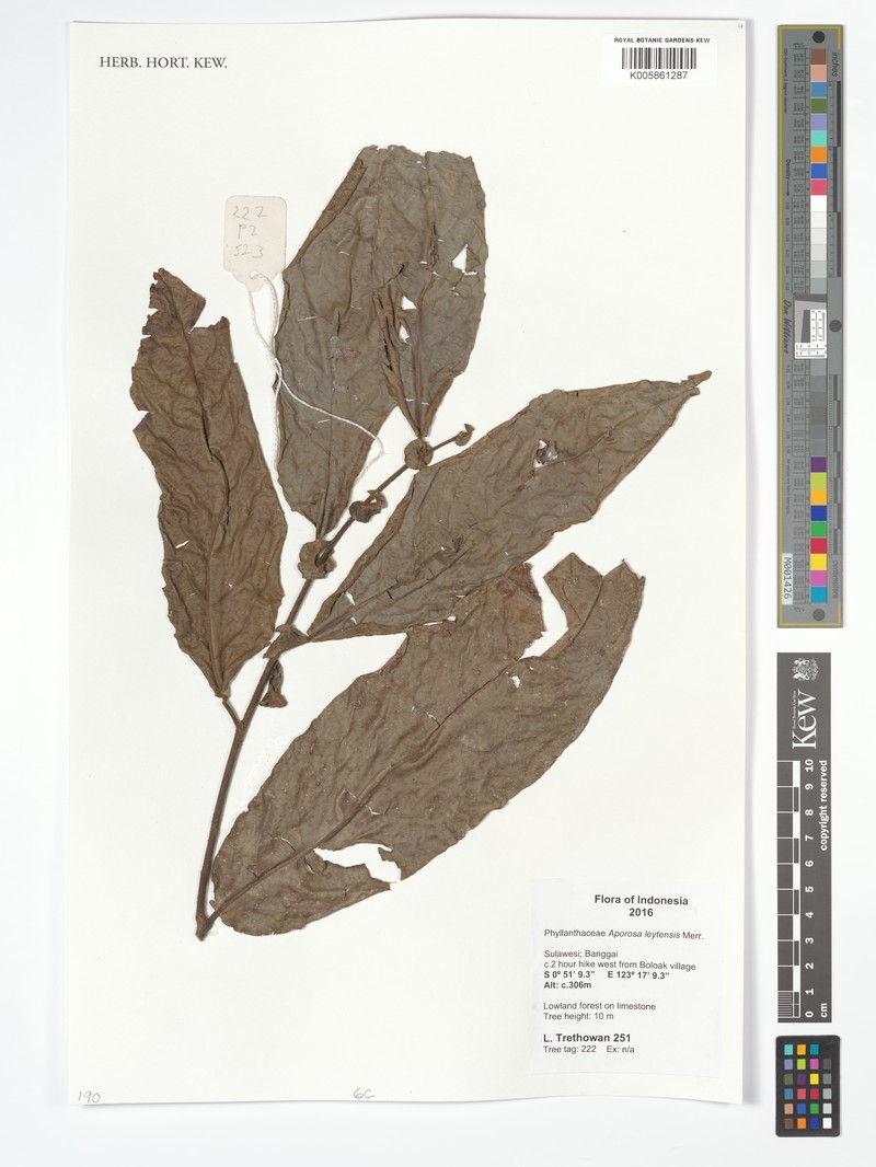 Aporosa leytensis photo 4