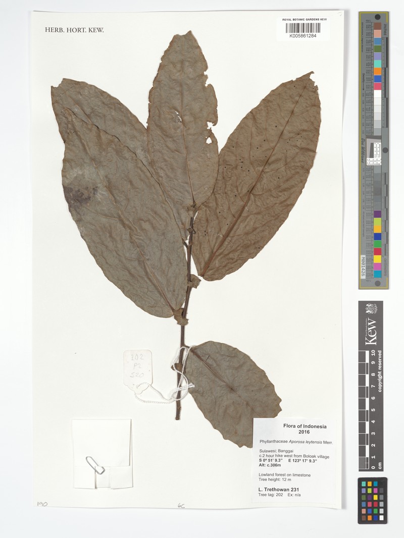 Aporosa leytensis photo 5